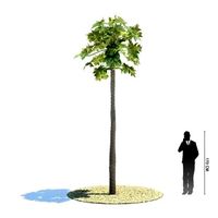 Carica papaya 03 AM85