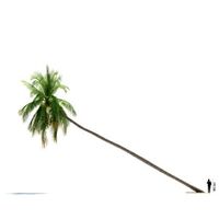 Cocos nucifera 20 AM85