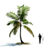 Cocos nucifera 28 AM85