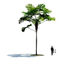 Licuala ramsayi 29 AM85