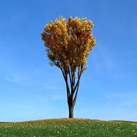 Zelkova Tree 091 Am100