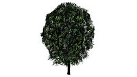 Low Poly Bur Oak