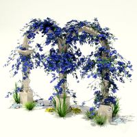 Clematis