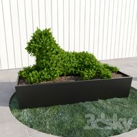 Tiger - topiary