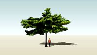 Terminalia catappa