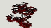Acer palmatum