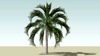 Queen Palm