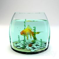 Goldfish