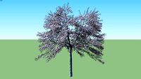 Cherry Flowering Prunus serrulata flowering small