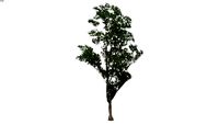 Poplar1