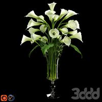 Calla Lily 3