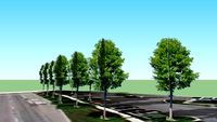 Trees along W Higgins Road in front of Taylor Capital Group Bldg