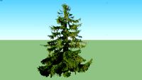 Larix decidua