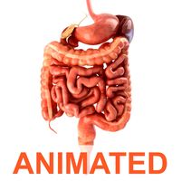 Digestive system. Animated3d model