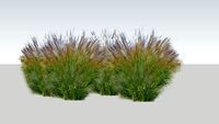 miscanthus sinensis nw