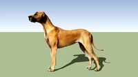 Great Dane