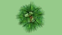 baum