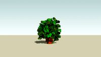 Bush