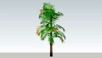 Areca Cathecu