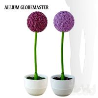 ALLIUM GLOBEMASTER