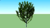 Cherry Prunus serrulata