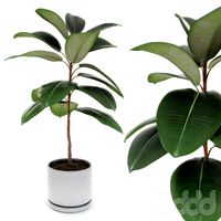 Ficus elastica decora (small)
