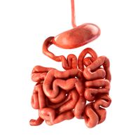 Stomach and small intestine3d model