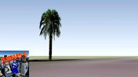 Palmera