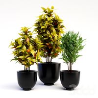 Codiaeum Variegatum