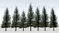 Sydney Australia, Pine Trees