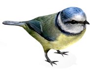 Nightingale 3D Model