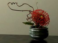 Green Protea Ikebana in Ceramic Pot