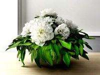 Bowl of Peonies