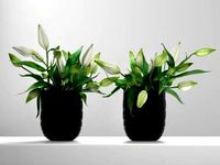 White Asiatic Lily