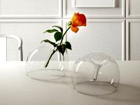 Rose in Glass Vase