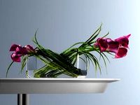 Pink Calla Lilies in Rectangular Vase