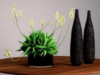 Succulent Plant Decoration