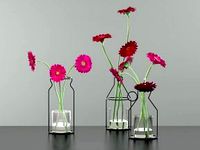 Gerbera Daisies