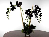 Phalaenopsis Orchid