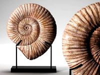 Fossil Iron-Marble Shell Sculpture 02